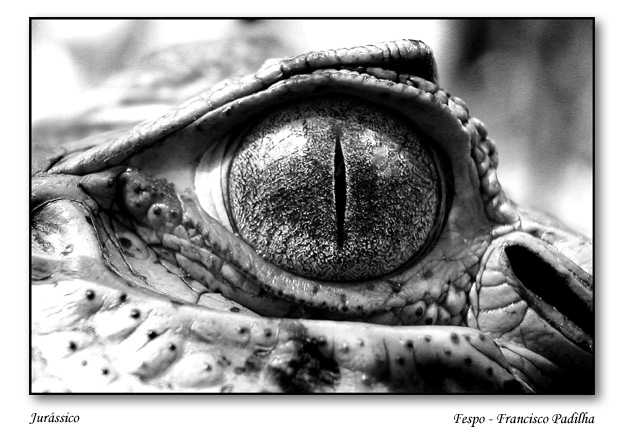 photo "Jurassico..." tags: macro and close-up, 