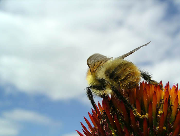 photo "..." tags: macro and close-up, nature, insect