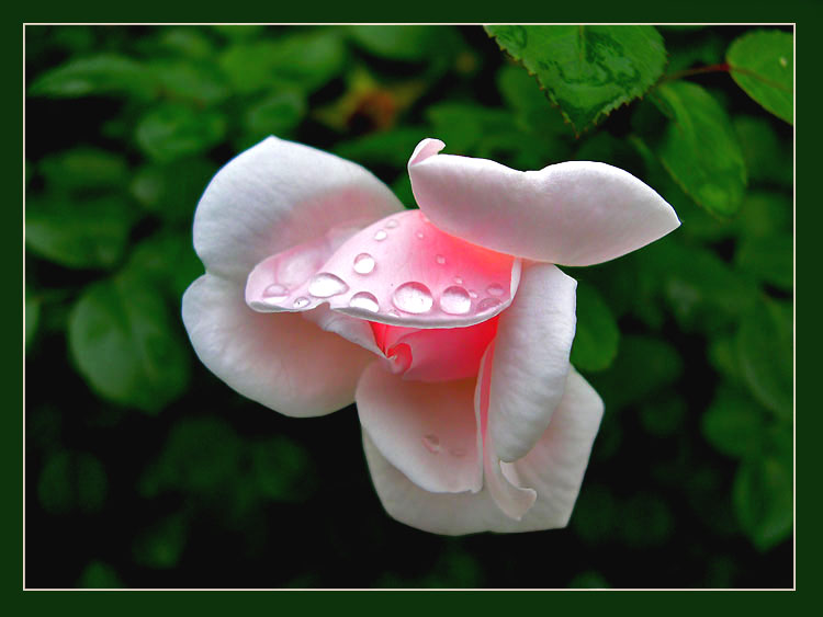 фото "Нежный расцвет" метки: природа, цветы