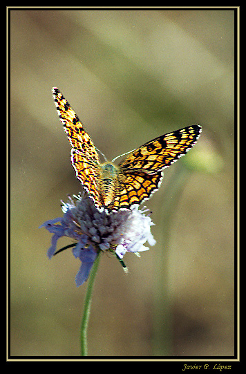 фото "Mellicta aurelia (II)" метки: макро и крупный план, природа, насекомое