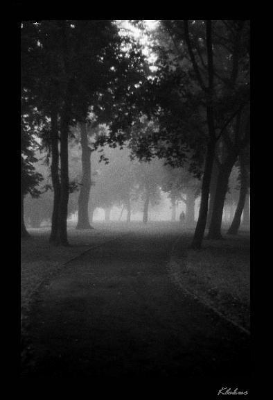 photo "a foggy morning." tags: black&white, landscape, forest