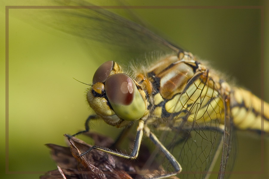 photo "" To smile? Please... "" tags: nature, macro and close-up, insect