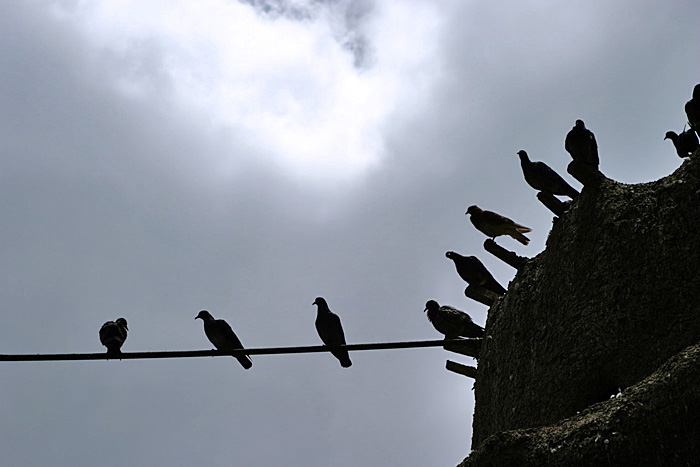 photo "Pigeons" tags: nature, pets/farm animals