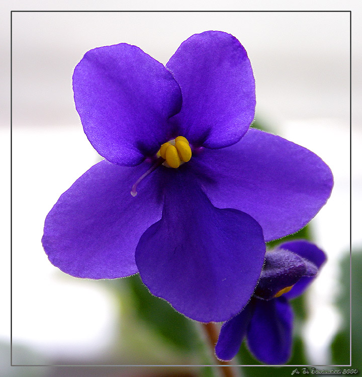 photo "Violet. (First attempt at writing:))" tags: macro and close-up, nature, flowers