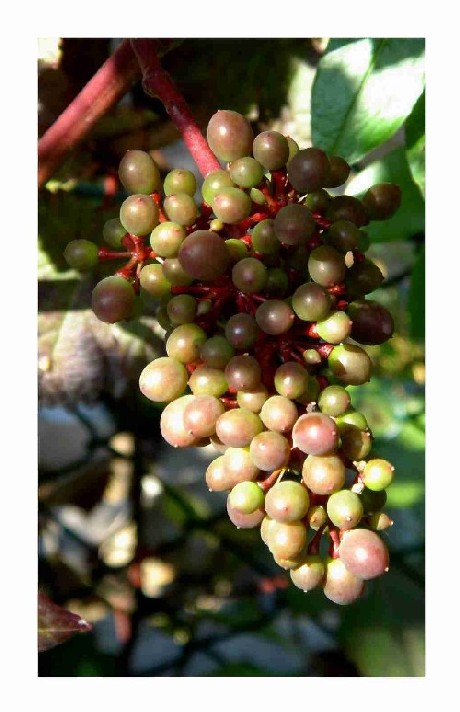 photo "grapes" tags: nature, flowers