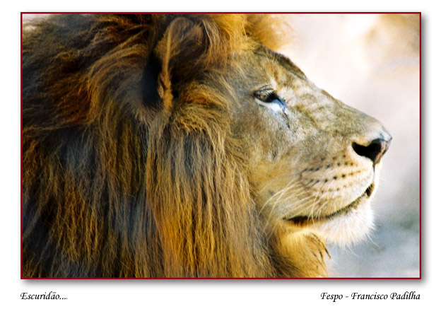 photo "Escuridao..." tags: nature, wild animals