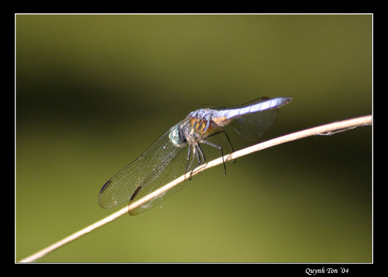 photo "Hard Life" tags: nature, macro and close-up, insect