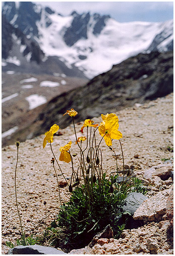 photo "The Pass of Tuyuk-Su. Mountain poppies." tags: nature, landscape, flowers, mountains