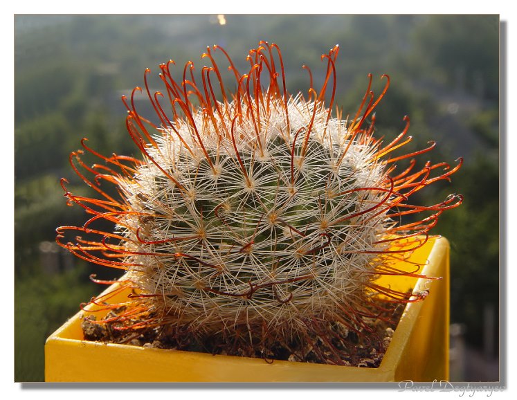 photo "Cactus - the fisher" tags: macro and close-up, nature, flowers