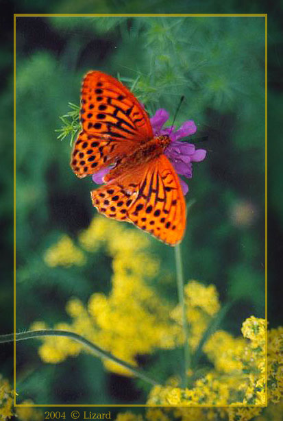 photo "butterfly" tags: misc., 