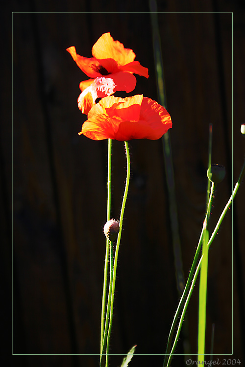 фото "japanes poppy" метки: природа, макро и крупный план, цветы