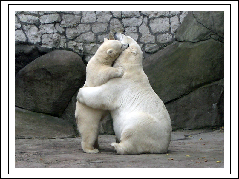 photo "Polar Bears" tags: nature, wild animals