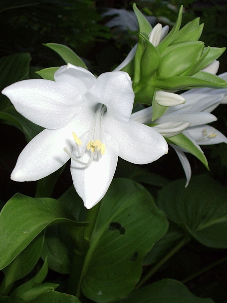 photo "Lady In White" tags: nature, flowers