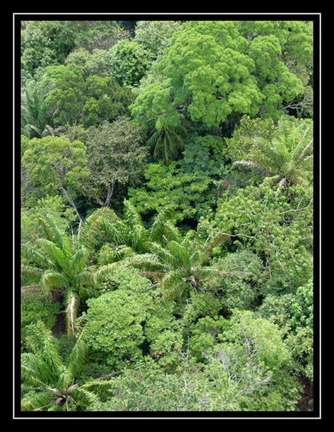 фото "Welcome to the Jungle" метки: путешествия, пейзаж, Южная Америка, лес