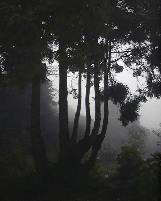photo "Foggy Day" tags: landscape, nature, flowers, forest