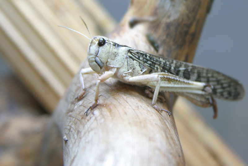 photo "Thinker" tags: nature, macro and close-up, insect