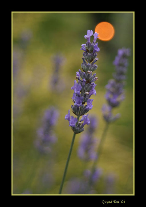 photo "Lavender" tags: macro and close-up, nature, flowers