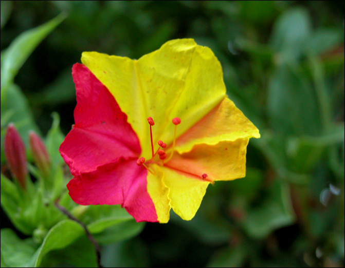 photo "Yellow and Pink" tags: macro and close-up, nature, flowers