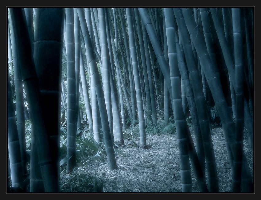 фото "forest deep #3" метки: пейзаж, абстракция, лес