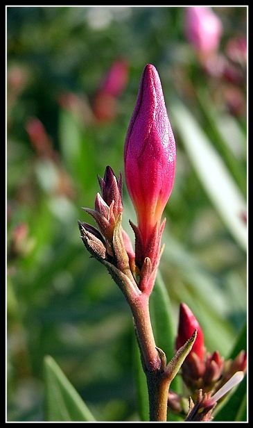 photo "***" tags: macro and close-up, nature, flowers