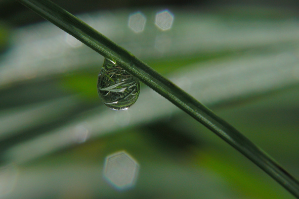 photo "The bag with grass" tags: macro and close-up, 