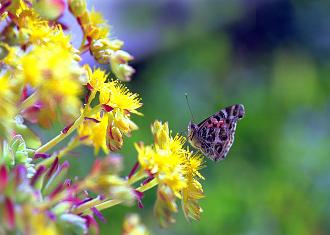 photo "Waiting for Springtime" tags: macro and close-up, 