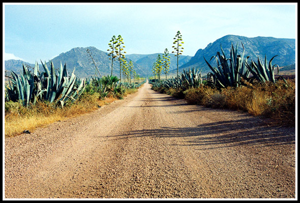 фото "I walk to the desert 2" метки: пейзаж, горы, лес