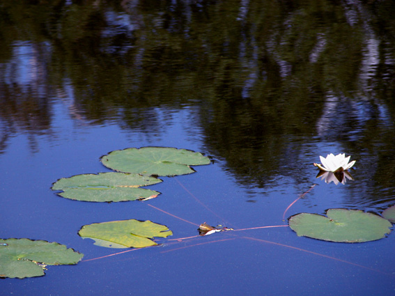 photo "Untitled photo" tags: landscape, nature, flowers, water