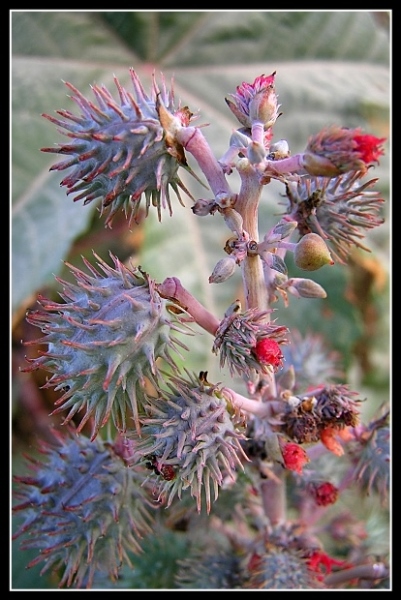 photo "And prickles blossom" tags: nature, macro and close-up, flowers