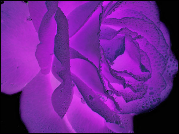 photo "Expressions" tags: nature, flowers