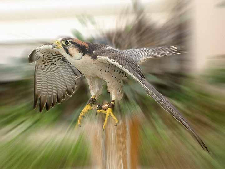 photo "Luminous Falcon" tags: nature, wild animals