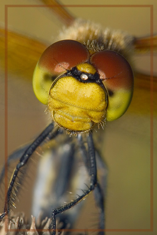 фото ""Кокетка", или "Эти глаза напротив - 3"" метки: природа, макро и крупный план, насекомое