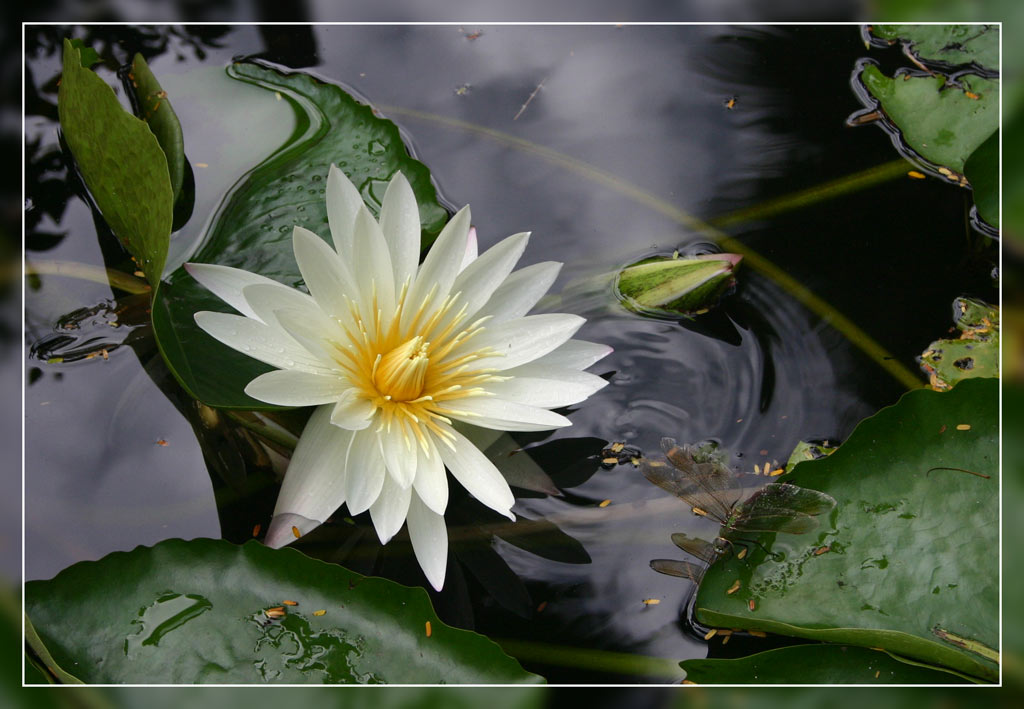 photo "Black pond ( Find the dragonfly ! )" tags: nature, flowers, insect