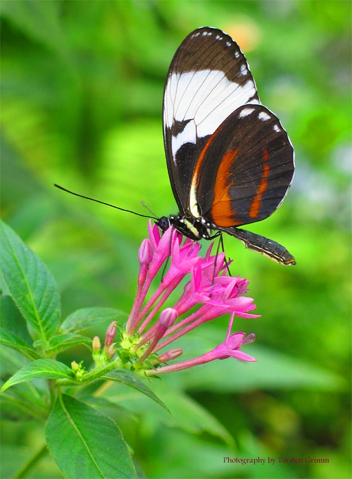 photo "Butterfly" tags: nature, wild animals