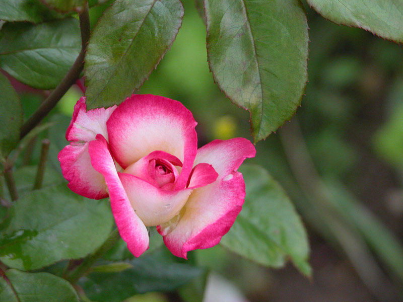 photo "Rose" tags: nature, flowers