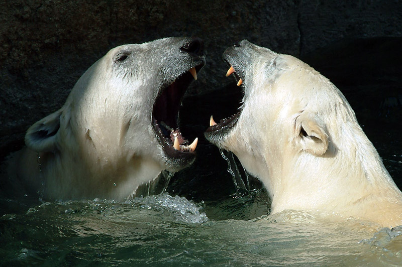 photo "Toothy" tags: nature, wild animals