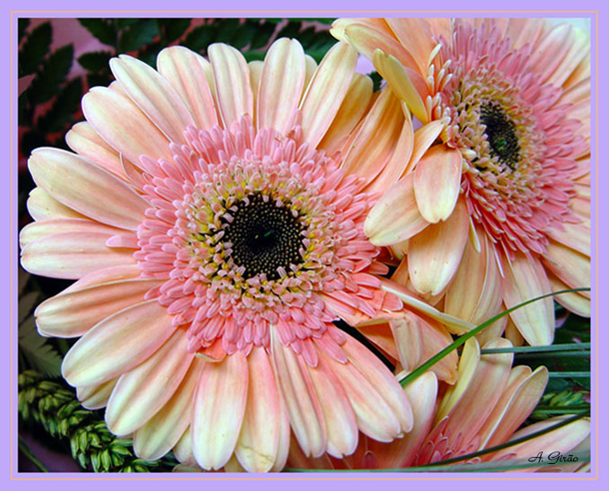 photo "Gerbera" tags: nature, macro and close-up, flowers