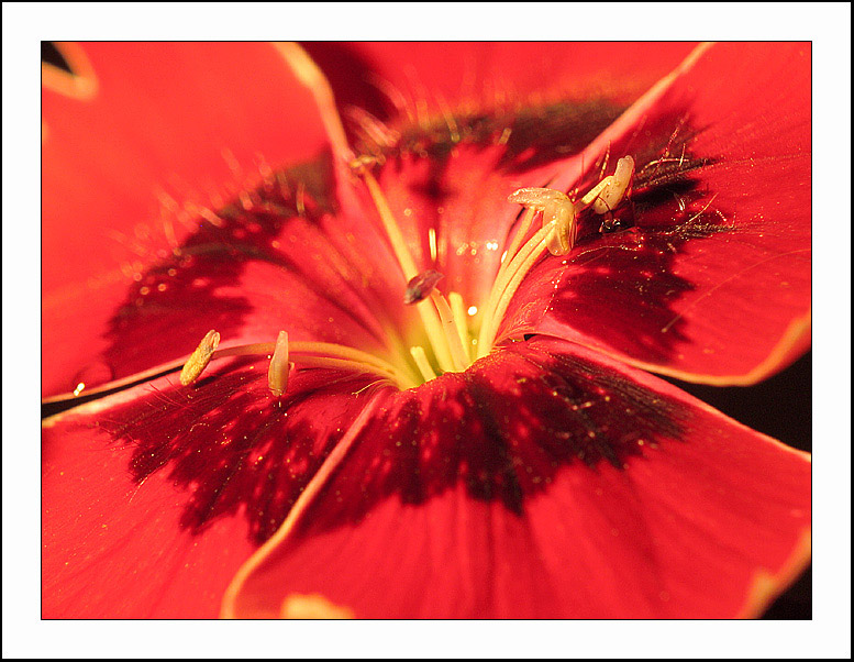 photo "R & B /super macro/" tags: macro and close-up, nature, flowers