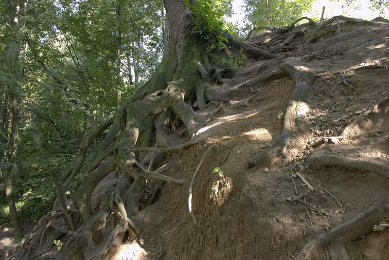 photo "Roots" tags: misc., landscape, forest