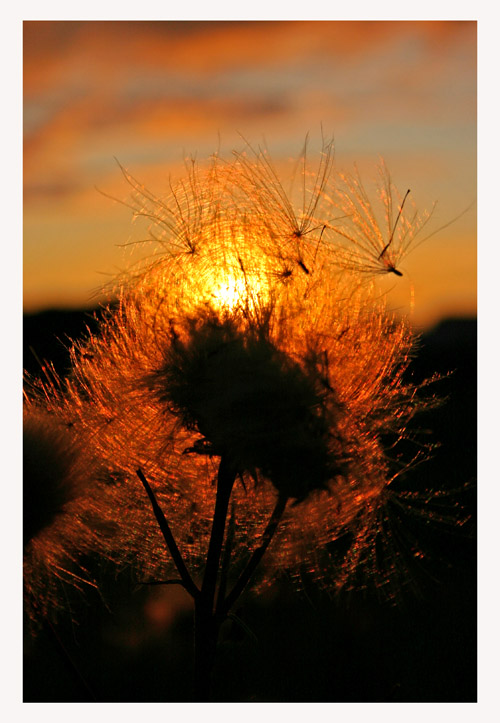 photo "Go with the sunset" tags: landscape, sunset