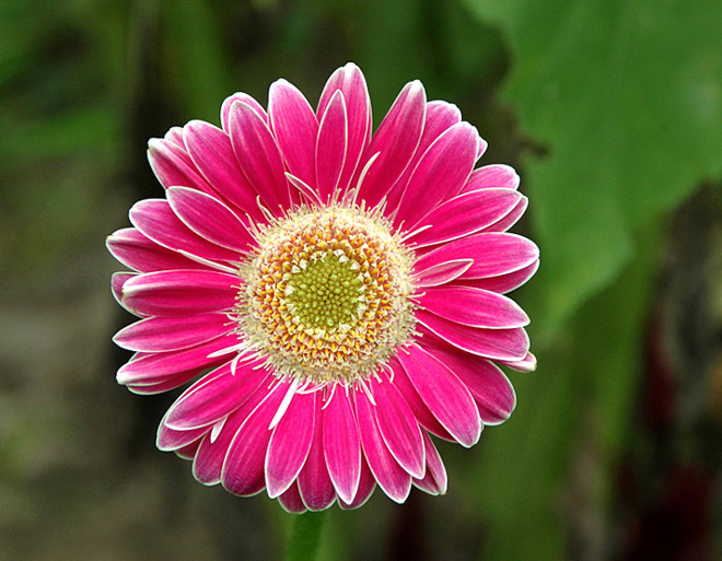 photo "Daisy" tags: nature, flowers