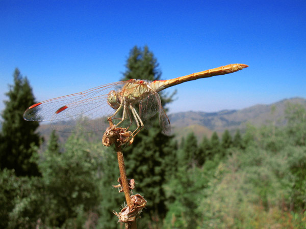 photo "Dragonfly" tags: macro and close-up, 