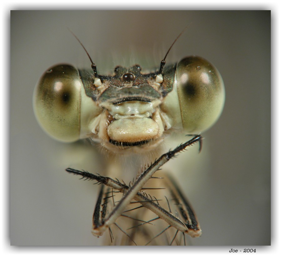 фото "Милые глазки" метки: природа, насекомое
