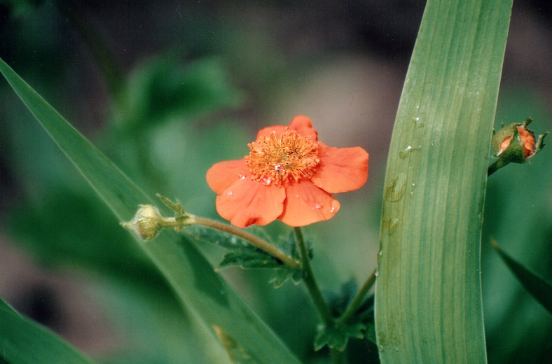 photo "Untitled photo" tags: nature, landscape, flowers, summer