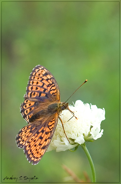 photo "-" tags: nature, insect