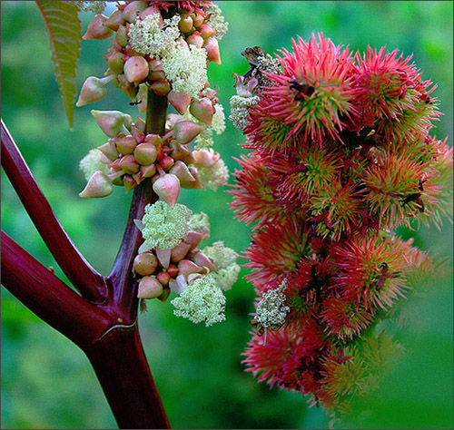 photo "#2" tags: nature, flowers