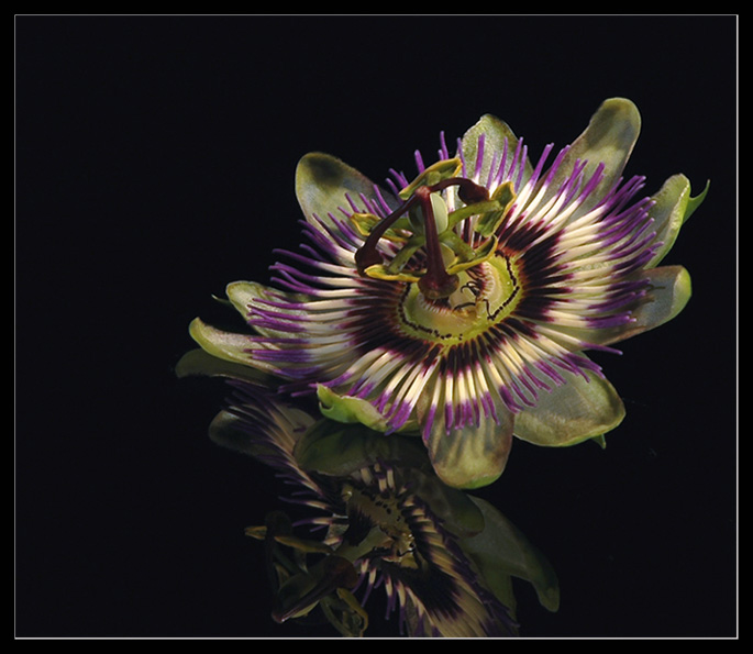 photo "* * *" tags: macro and close-up, 