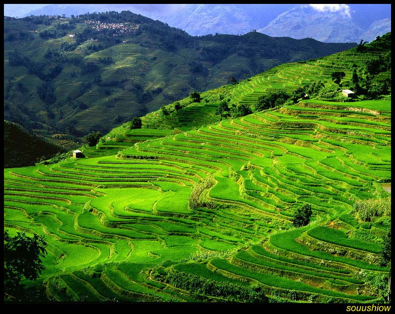 photo "Terraced fields" tags: nature, 