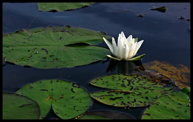 фото "Water lily" метки: природа, цветы
