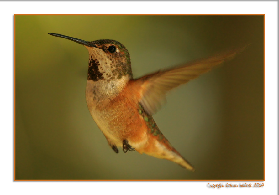 фото "Humming Bird" метки: природа, дикие животные